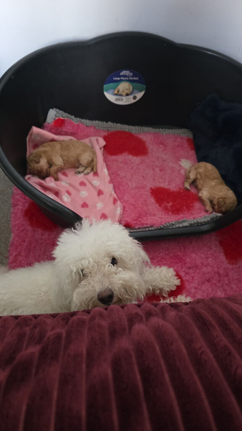 TOY POODLE PUPPIES LOOKING FOR THEIR FOREVER HOMES