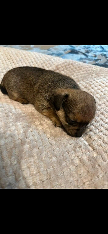 Chihuahua Puppies