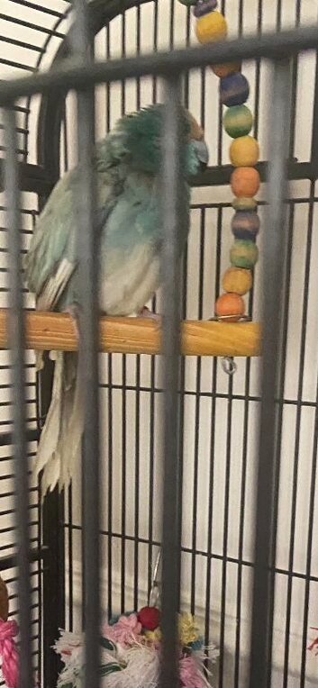2 x beautiful baby kekeris
