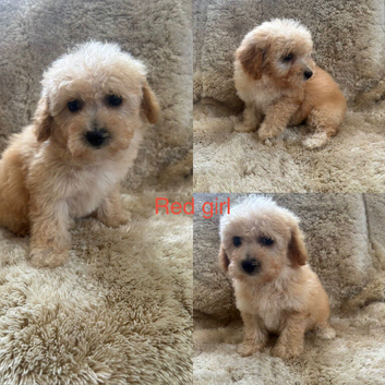 4 beautiful Poochon puppies ready soon