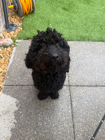 Cockapoo 10 months old
