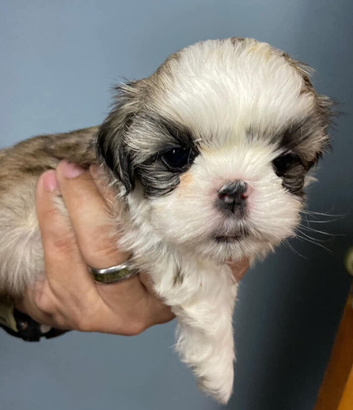 Fully healthy shih tzu