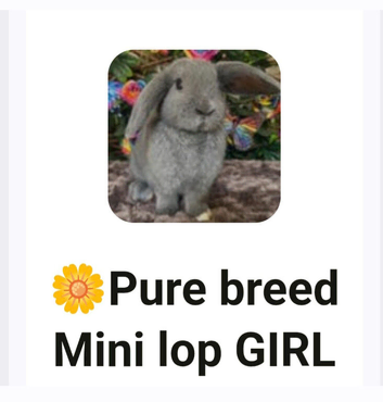 Mini lop Girl rabbit