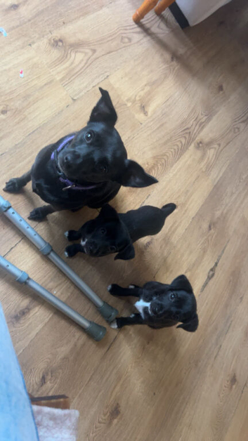 Patterjack