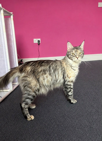 TICA ACTIVE HEALTH TESTED MAINE COON