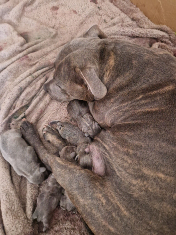 Blue staffy puppies