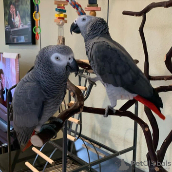 African grey parrot