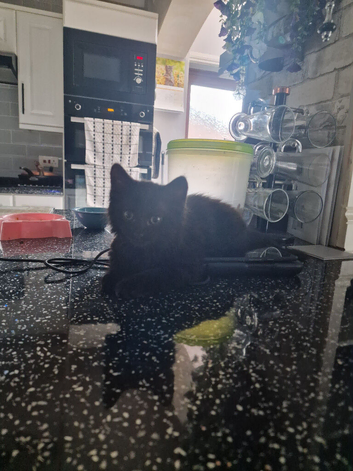 10 week kitten