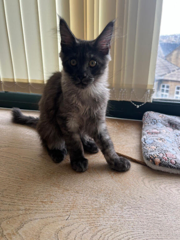 Tica active championship kitten