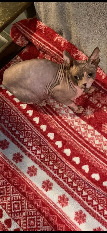 Outstanding Canadian Sphynx Male Available