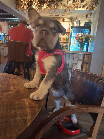 French bulldog fluffy