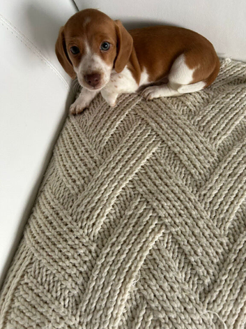 Beautiful unique piebald long haired miniature Dachshund