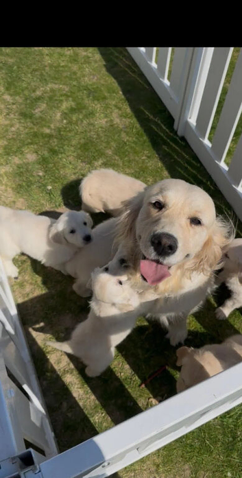 Golden Retriever Puppies