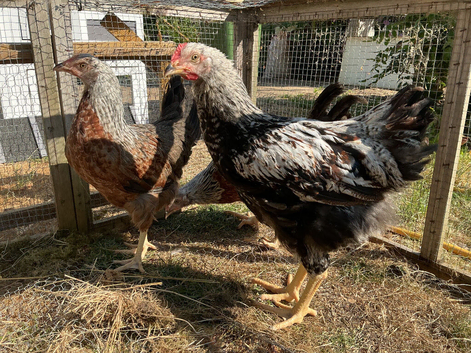 Rare Silver Duckwing Welsummer Trio For Sale