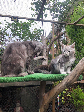 Mainecoon kittens ready now
