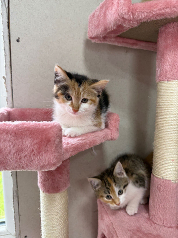 Kittens For Sale