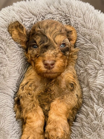 F3 cockapoo puppies