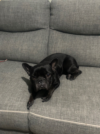 Re home my sons Frenchbulldof