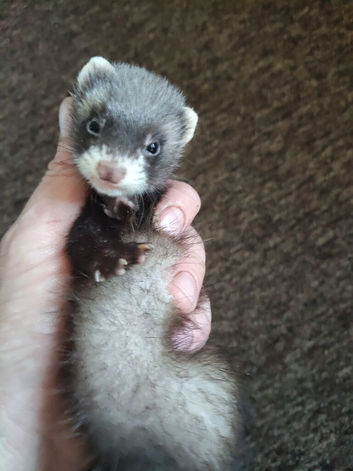 Ferrets ready  now all types colors beautiful