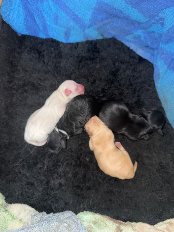Jackapoo puppies