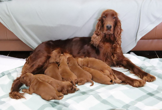 Loving Irish Setter puppies available to reserve
