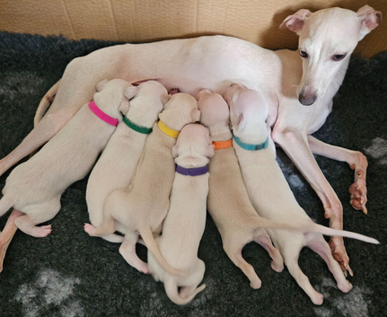 KC Registered Cream Italian Greyhound Puppies