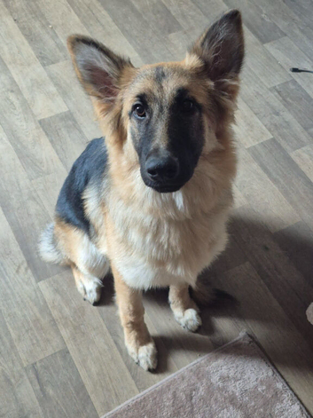Meet honey