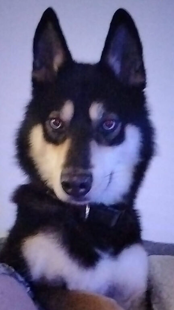 Husky