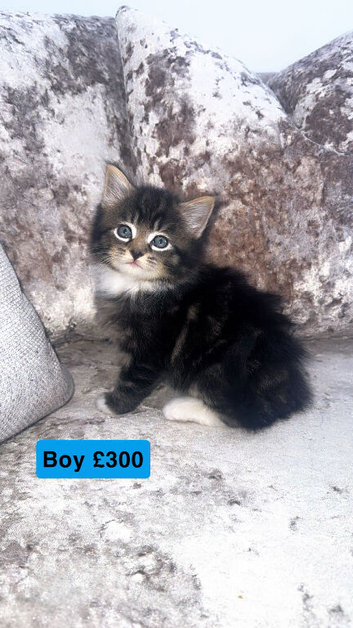 5 wonderful kittens ready to find a new home