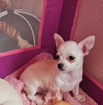 Chihuahua for sale. READY NOW.!