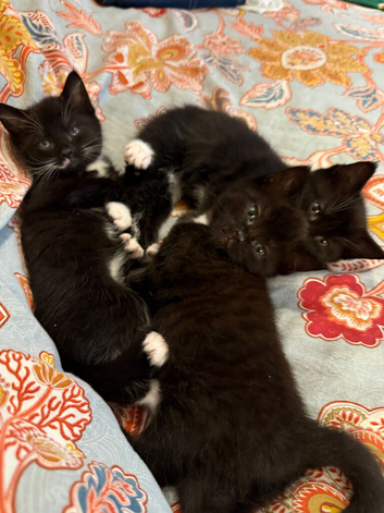 Half Maine coon kittens