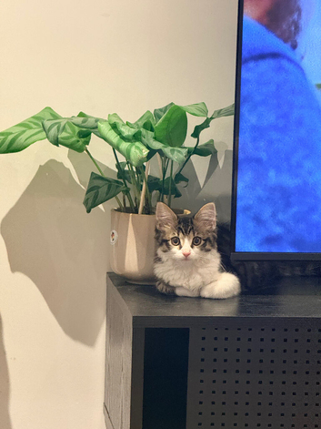 Beautiful 10-Week-Old Kitten Looking for Her Forever Home