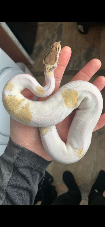 Royal python