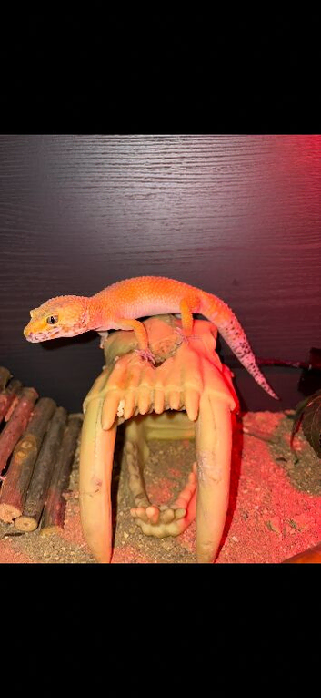 LEOPARD GECKO NEEDS REHOMING ASAP