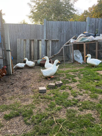 Female egg laying pekin ducks for sale