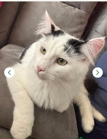 Long hair domestic cat