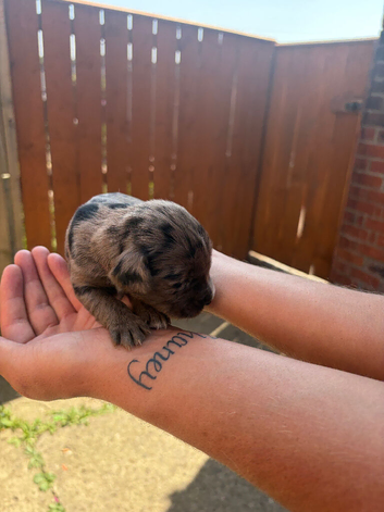 Cocker spaniel