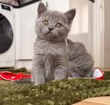 British shorthair kittens