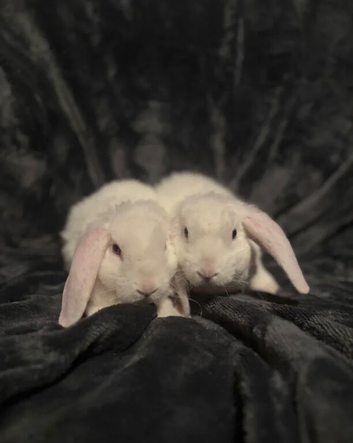 Mini plush lops READY NOW