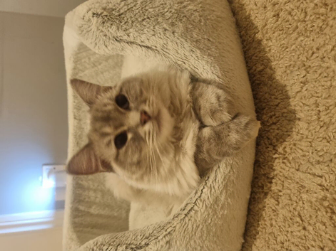Ragdoll kitten