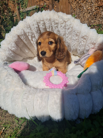 Pra clear,Last 3 beautiful LH Dachshund puppies