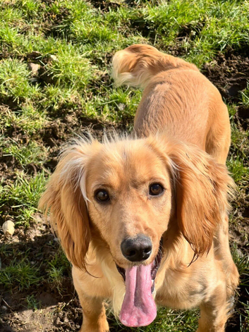 Cocker Spaniel