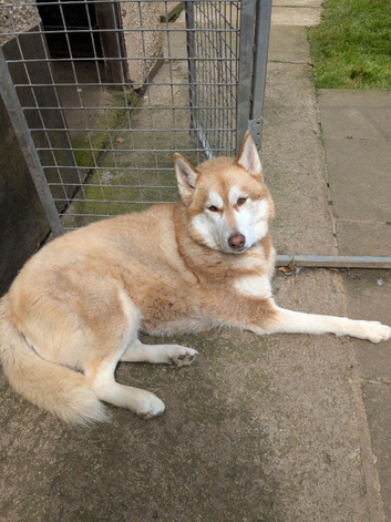 Dog require good home