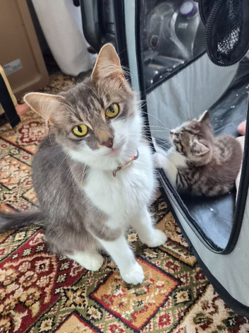 2 adorable kittens for sale