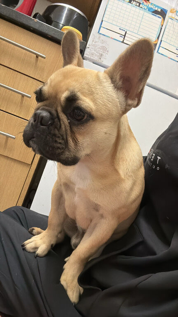 French Bulldog Boy