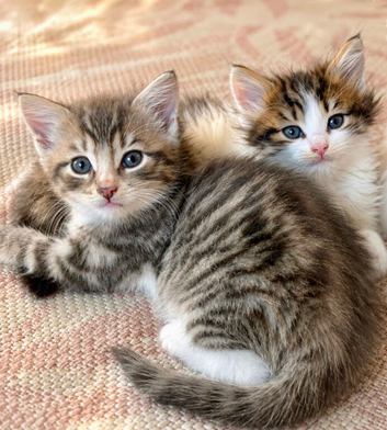 Fluffy Kittens!