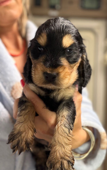 Kc reg Showtype cocker spaniel puppies