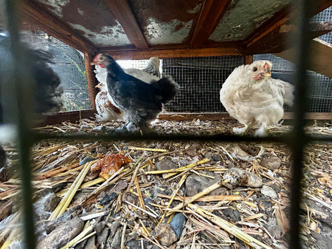 Young Black Bantam Cockerel - Feathered Legs - Essex