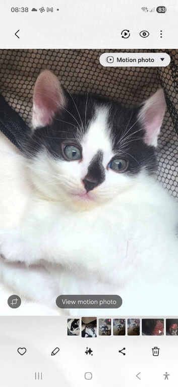 Raggdoll x standard short hair kittens