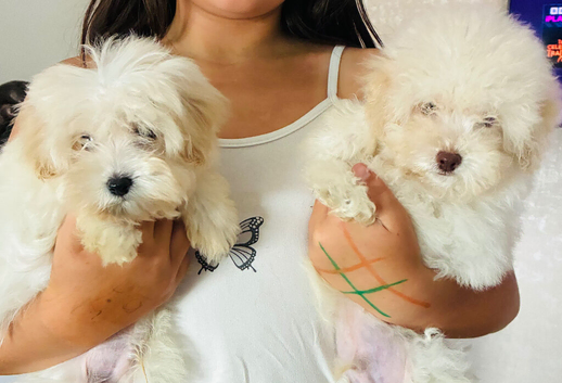 F1b Maltipoo